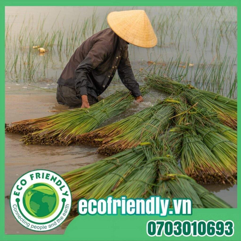 Ống hút cỏ Eco Friendly Việt Nam tự hào ở giá trị sống tử tế